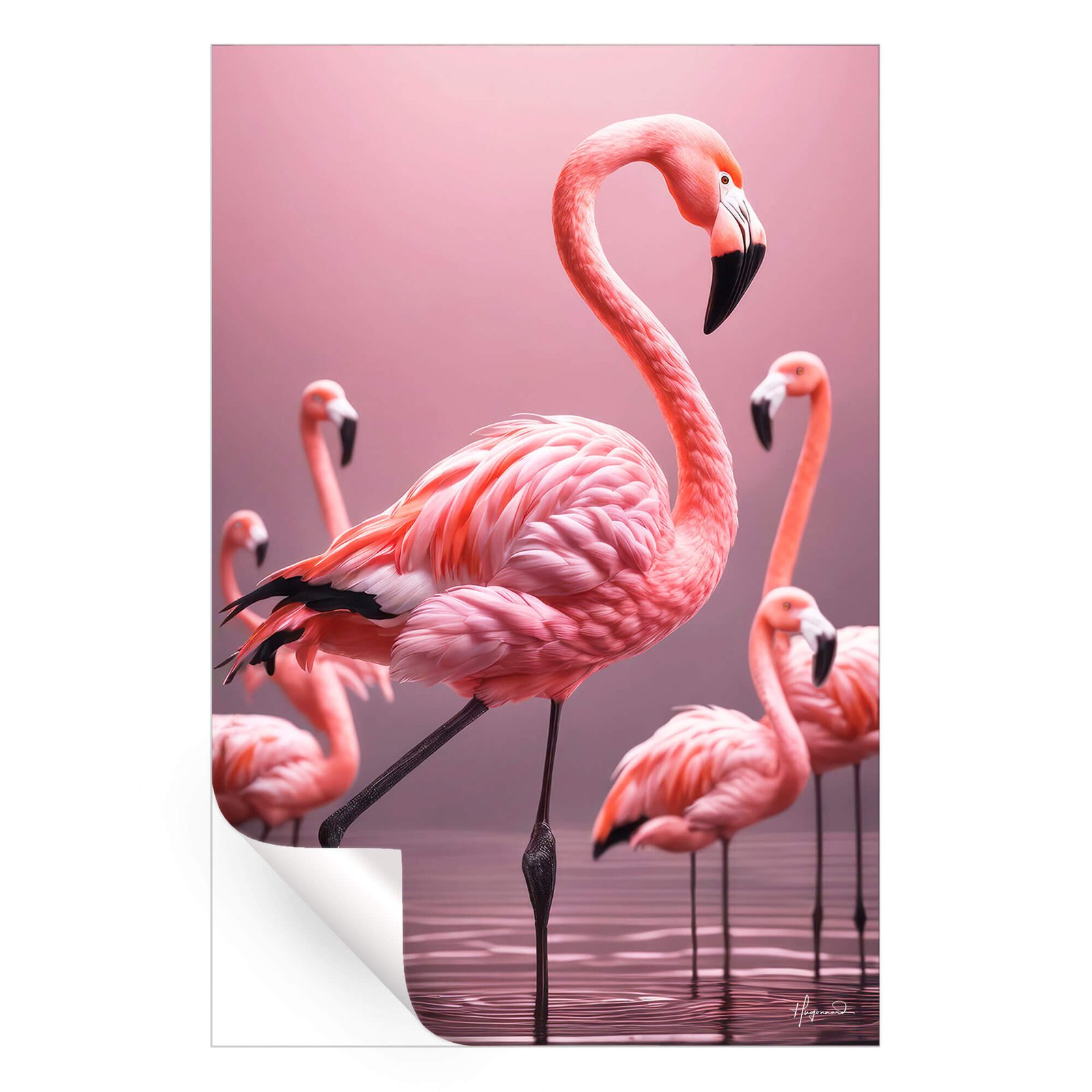 Flamingos - Image 3