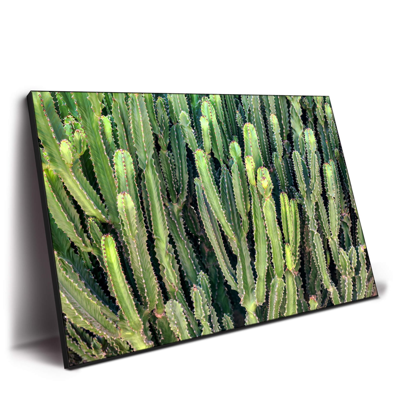 Cactus Wall - Image 2