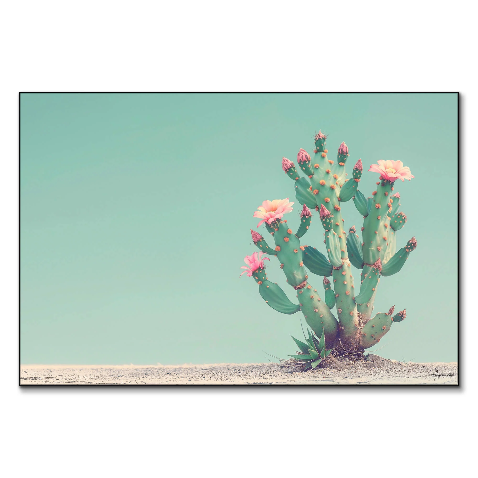 Cactus Flowers