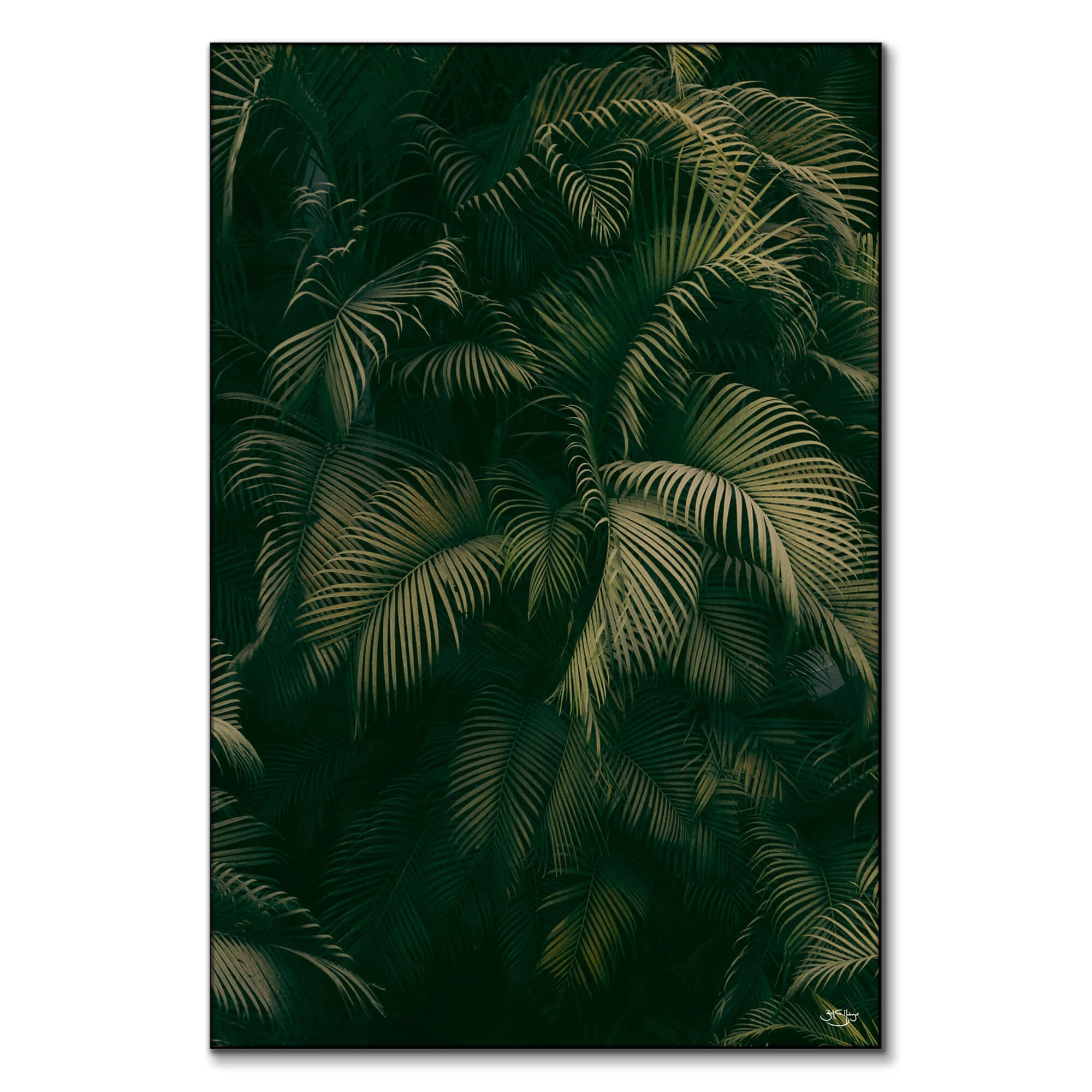 Palm Forest