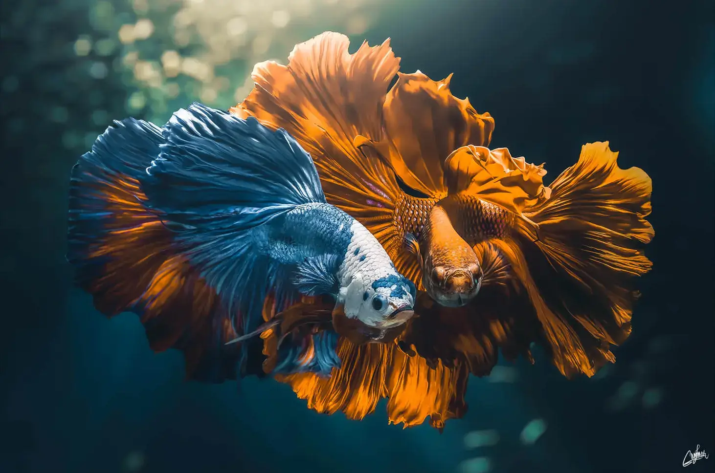 Colorful Love - Image 2