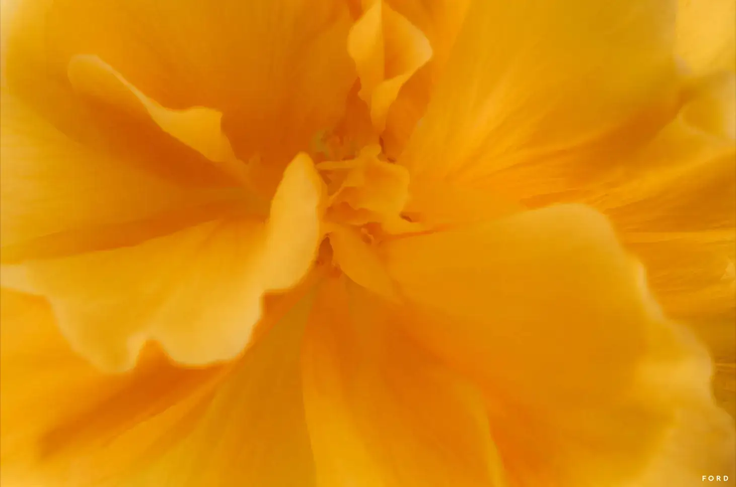 They Call Me Mellow Yellow - Image 2