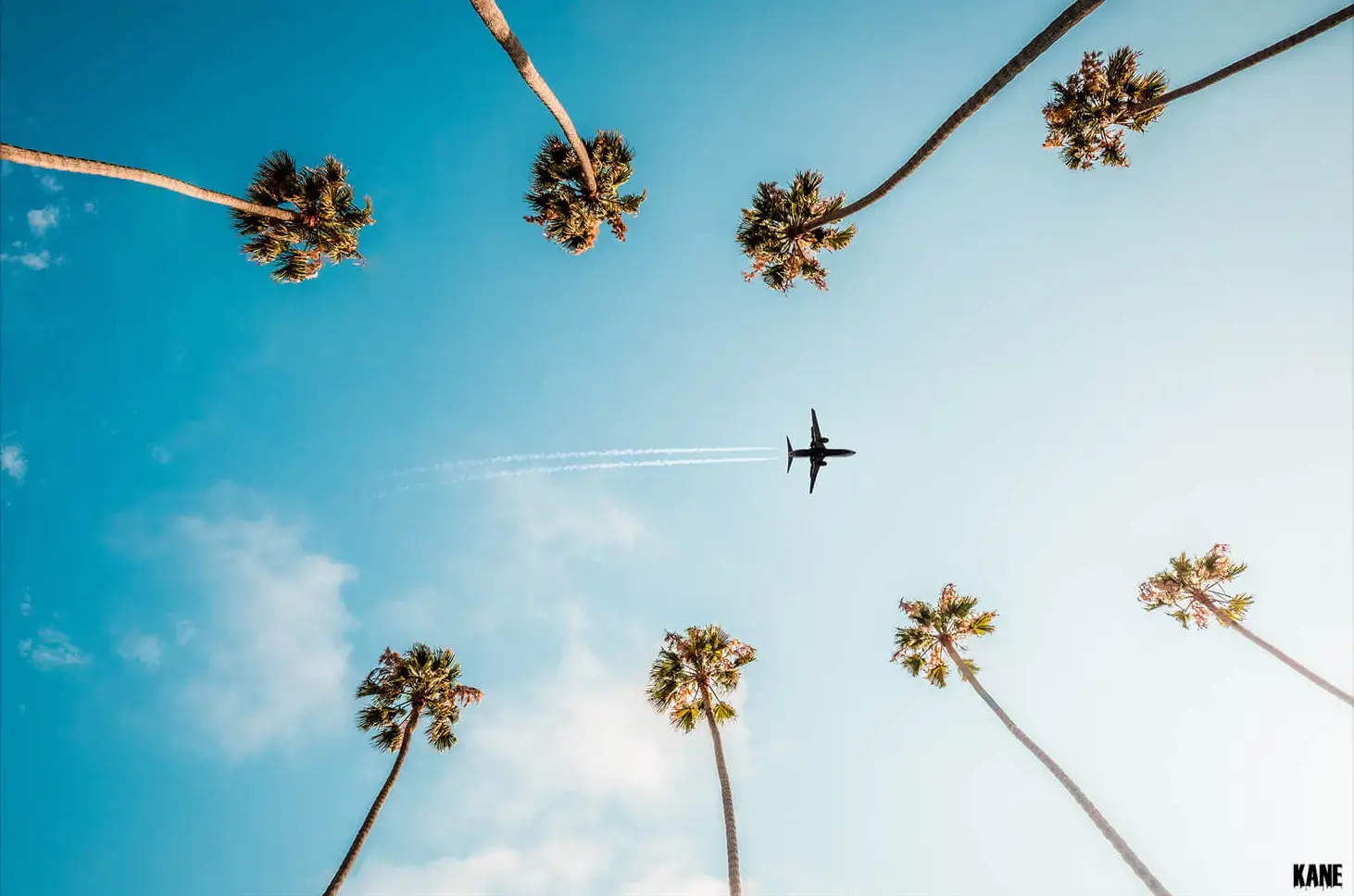 Palm Flight - Image 2