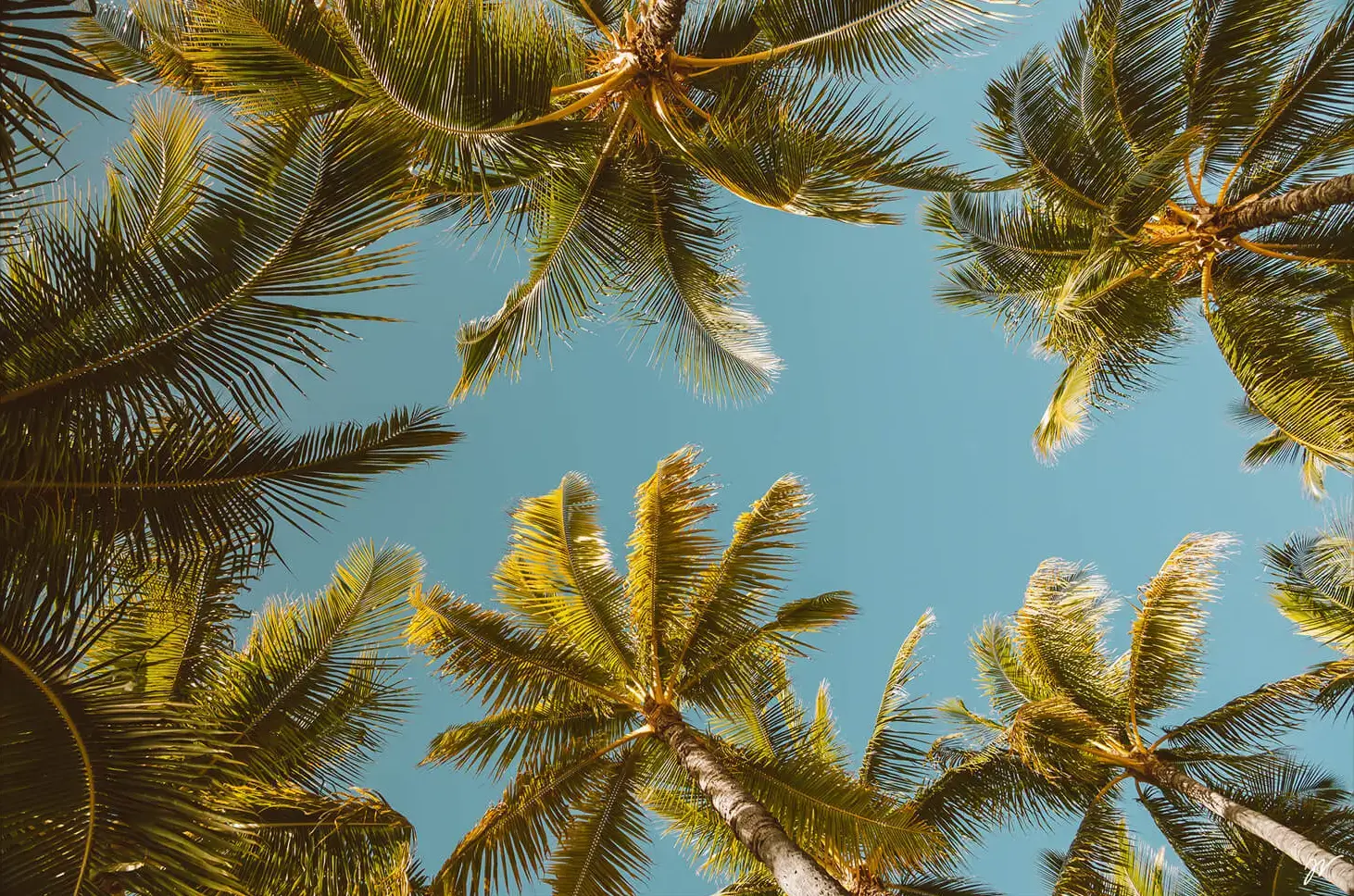 Palm Party - Image 3