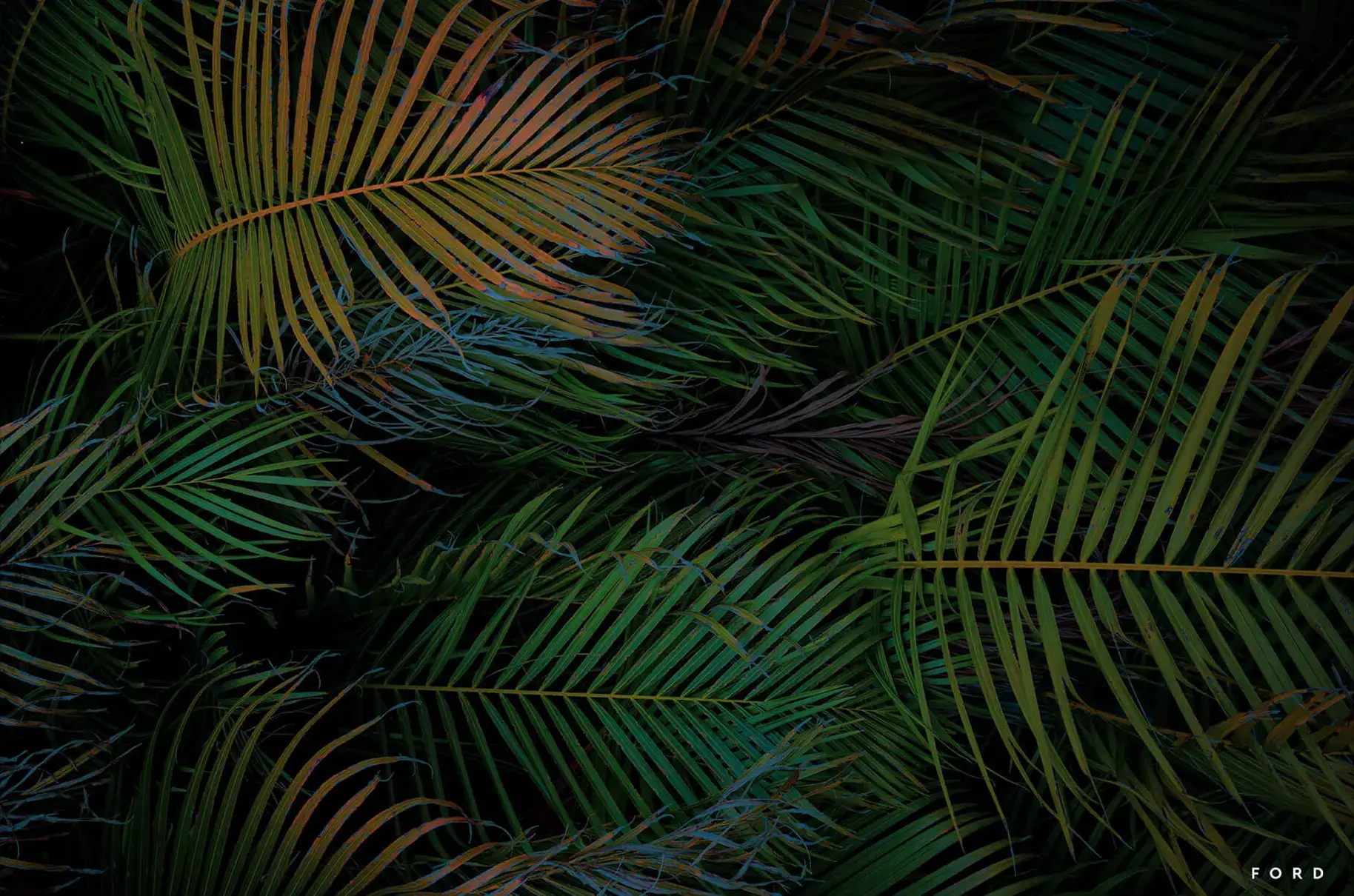 Palm Sundae - Image 2