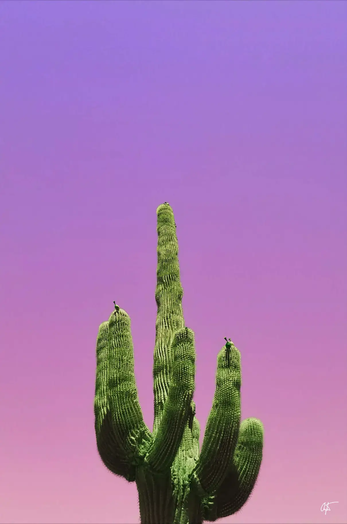 Cactus - Image 2