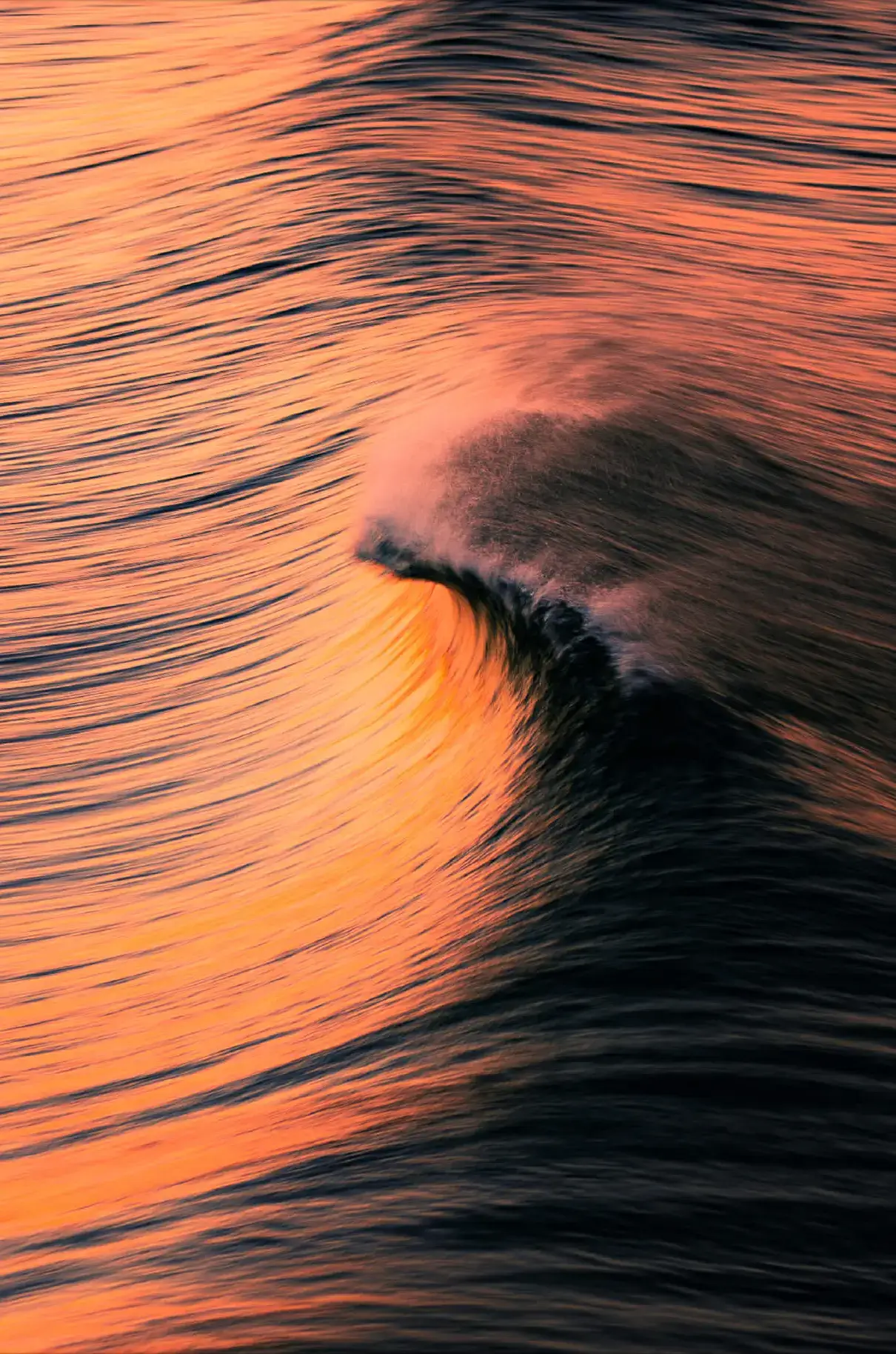 Sunrise Curl - Image 2
