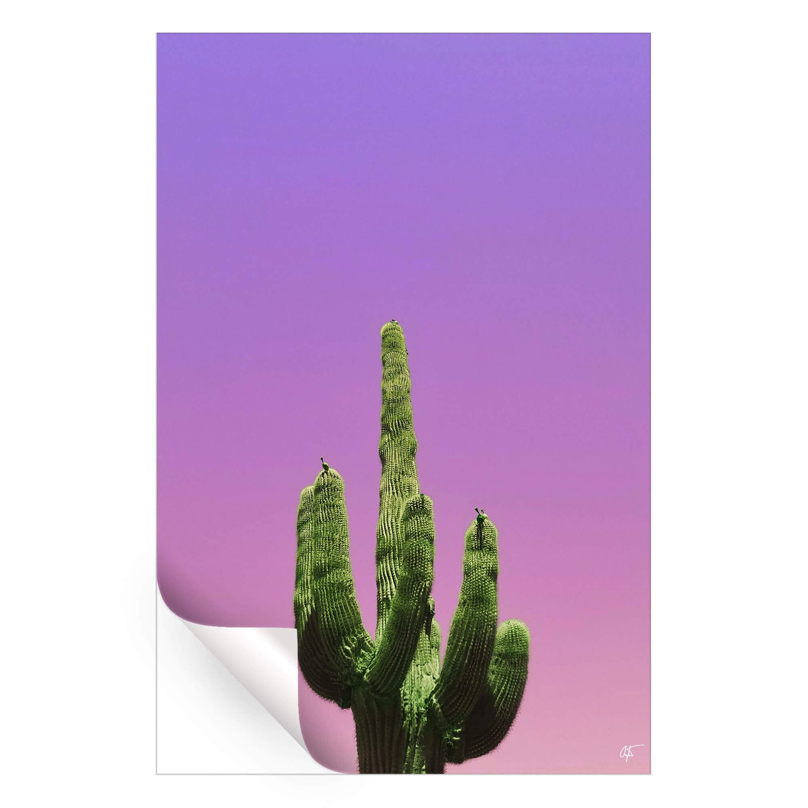 Cactus - Image 4