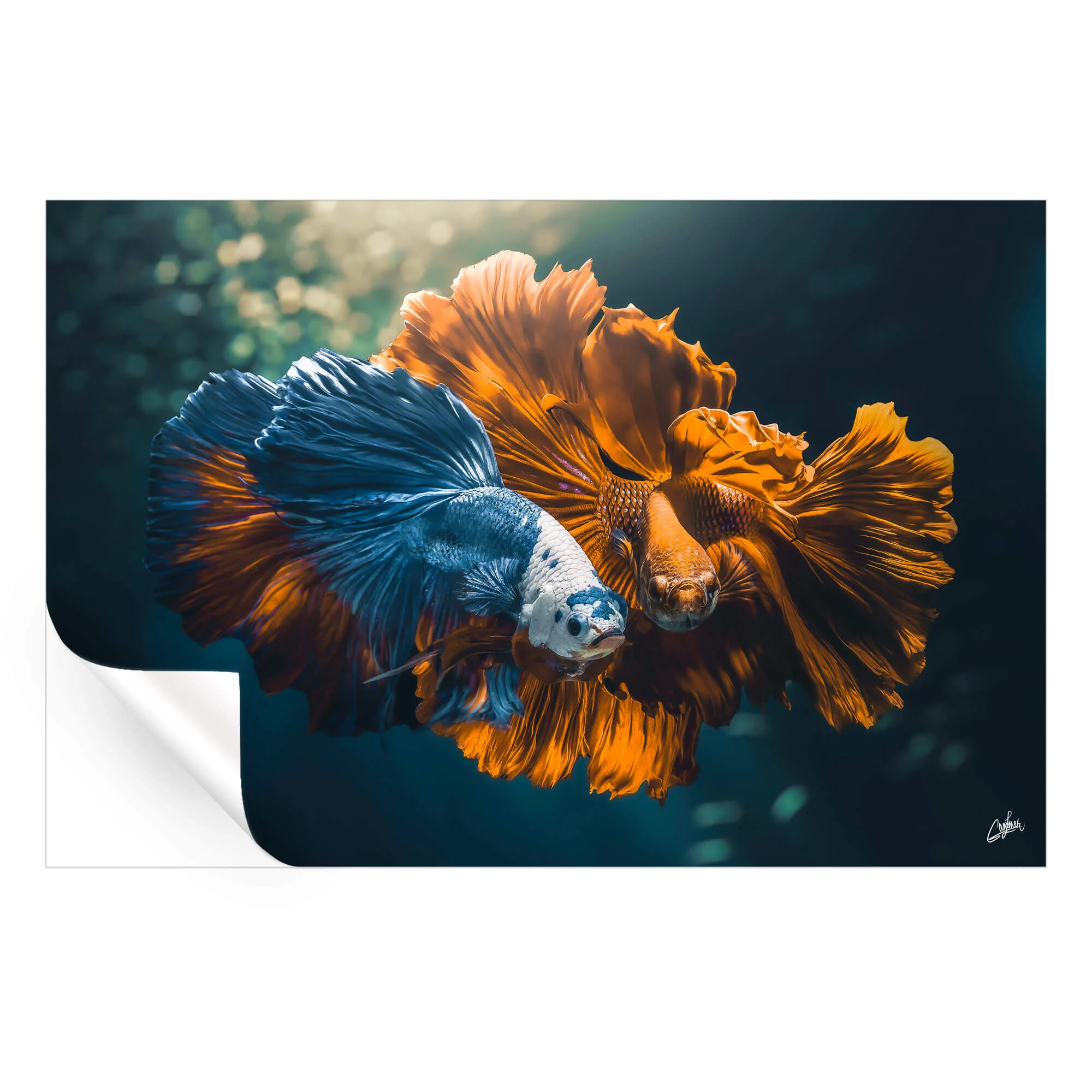 Colorful Love - Image 4