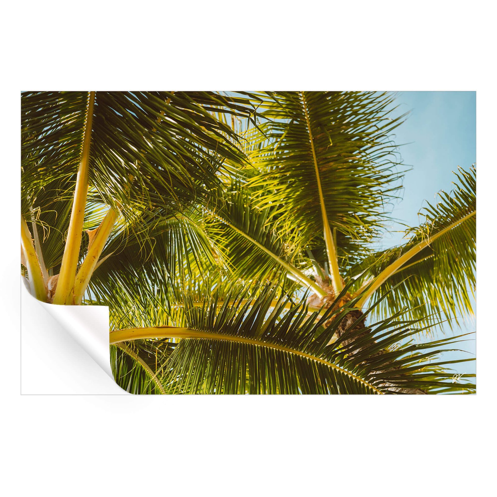 Hawaii Palm - Image 4