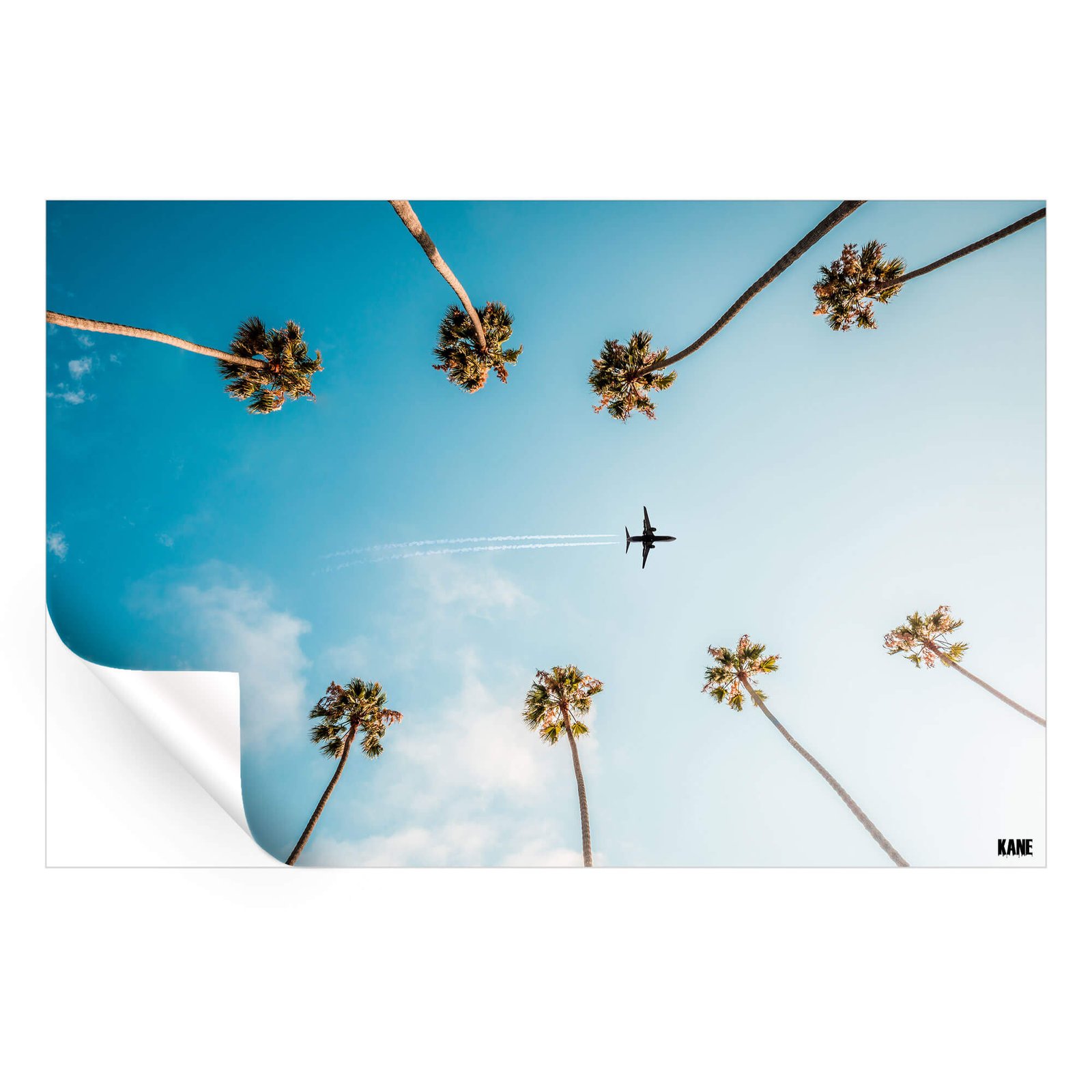 Palm Flight - Image 4