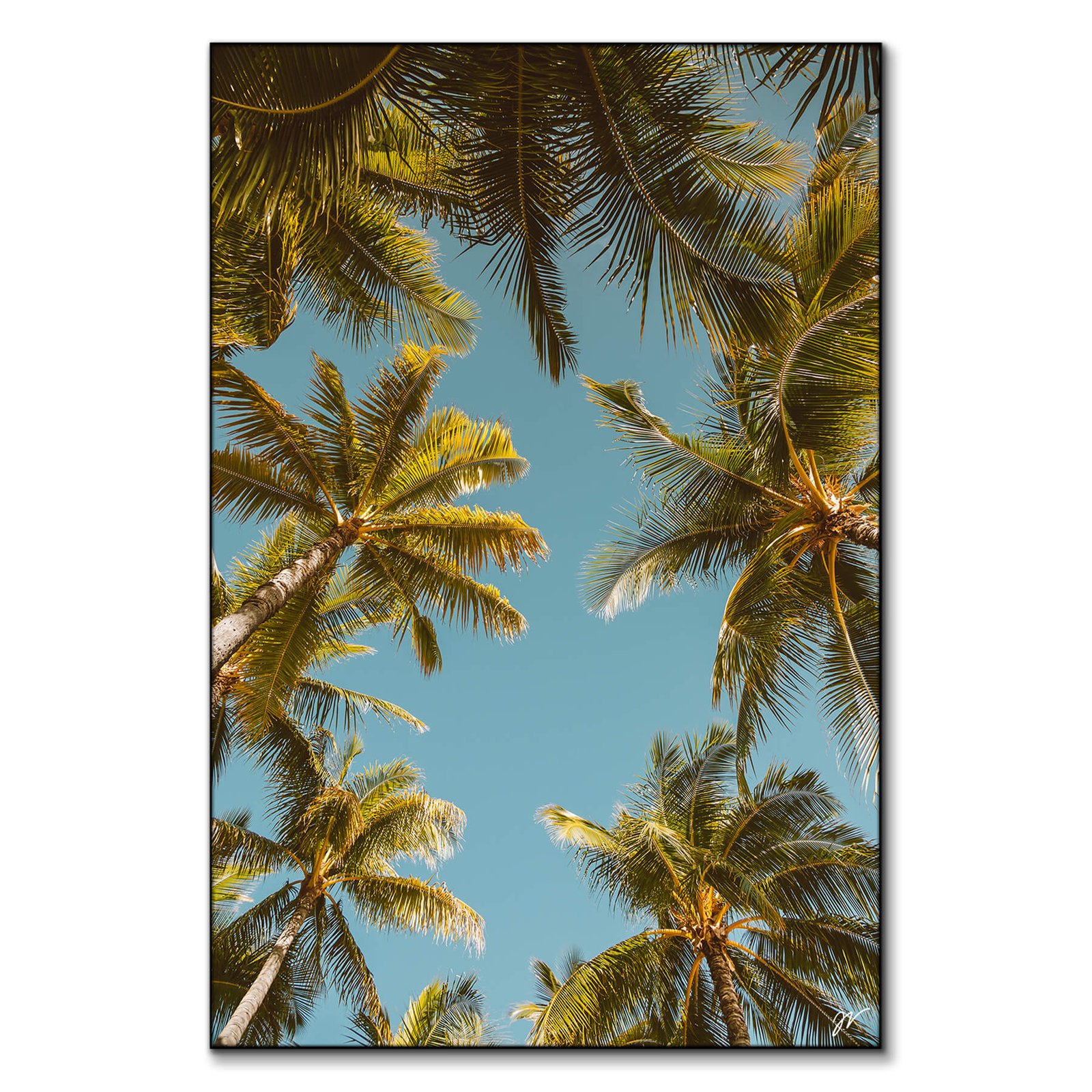 Palm Tree Sky