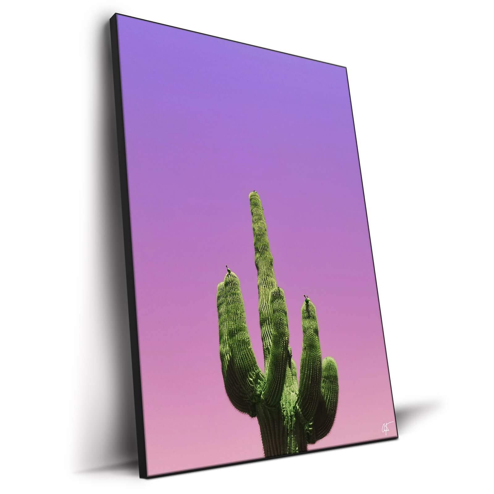 Cactus - Image 3