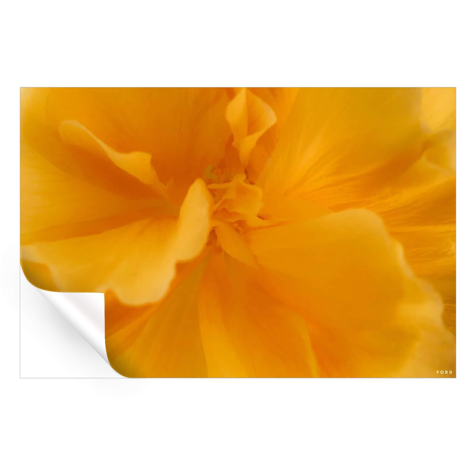 They Call Me Mellow Yellow - Image 4